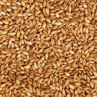 Barley